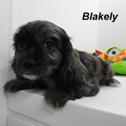 puppy, for, sale, Cockilear, Joe & Cherri  Overlease, dog, breeder, Miller, MO, dog-breeder, puppy-for-sale, forsale, nearby, find, puppyfind, locator, puppylocator, aca